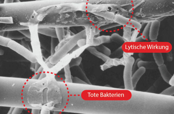 Detailansicht antibakterielle Wirkung